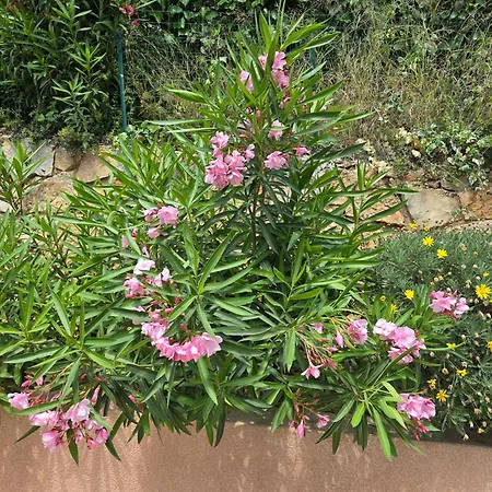 Les Lauriers 5 Etoiles - Maison Provencale Bandol