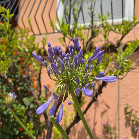 Les Lauriers 5 Etoiles - Maison Provencale Villa *