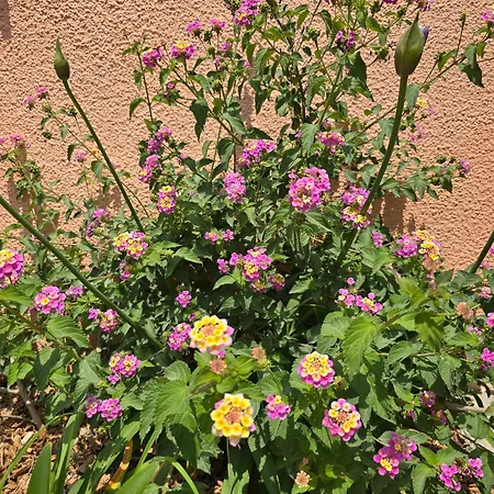 Les Lauriers 5 Etoiles - Maison Provencale * Bandol