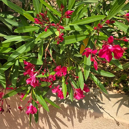 Les Lauriers 5 Etoiles - Maison Provencale Villa *